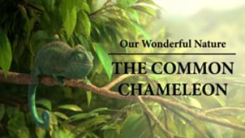 Our Wonderful Nature - The Common Chameleon