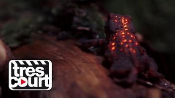 Des lumières dans la nuit - Forêt bioluminescente