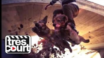 Dogboarding - Tres Court