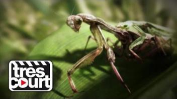 The Circle of Life - Chopper